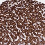 C11orf74 Antibody in Immunohistochemistry (Paraffin) (IHC (P))