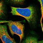 OPA3 Polyclonal Antibody