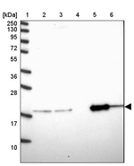 OPA3 Antibody in Western Blot (WB)