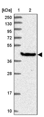 GIMAP1 Antibody in Western Blot (WB)