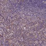TOR4A Antibody in Immunohistochemistry (IHC)