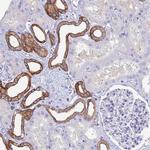 COBLL1 Antibody in Immunohistochemistry (Paraffin) (IHC (P))