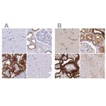 COBLL1 Antibody in Immunohistochemistry (IHC)