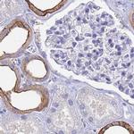 COBLL1 Antibody in Immunohistochemistry (IHC)