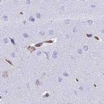COBLL1 Antibody in Immunohistochemistry (IHC)