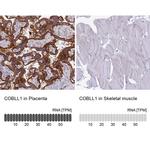 COBLL1 Antibody