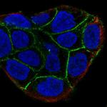 COBLL1 Antibody in Immunocytochemistry (ICC/IF)