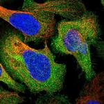 LZTS2 Polyclonal Antibody