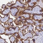 C2orf72 Antibody in Immunohistochemistry (Paraffin) (IHC (P))