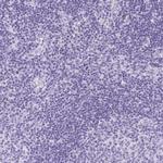 Cystatin M Polyclonal Antibody