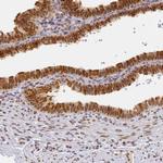 HMCES Antibody in Immunohistochemistry (Paraffin) (IHC (P))