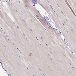 HMCES Antibody in Immunohistochemistry (Paraffin) (IHC (P))