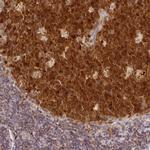 HMCES Antibody in Immunohistochemistry (Paraffin) (IHC (P))