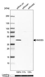 HMCES Antibody