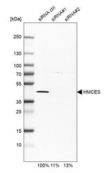 HMCES Antibody in Western Blot (WB)