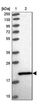 CtBP2 Antibody in Western Blot (WB)