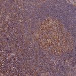 TRIM26 Antibody in Immunohistochemistry (IHC)