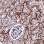 C2orf76 Polyclonal Antibody