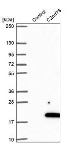 C2orf76 Antibody in Western Blot (WB)