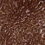 FAHD2A Antibody in Immunohistochemistry (IHC)