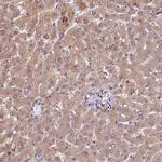 SLC22A24 Antibody in Immunohistochemistry (Paraffin) (IHC (P))