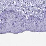 MS4A13 Antibody in Immunohistochemistry (Paraffin) (IHC (P))