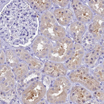 MS4A13 Antibody in Immunohistochemistry (Paraffin) (IHC (P))
