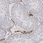 MS4A13 Antibody in Immunohistochemistry (Paraffin) (IHC (P))