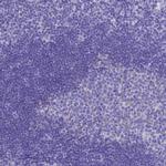 MS4A13 Polyclonal Antibody