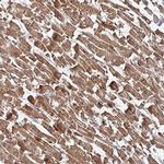 KIF1C Polyclonal Antibody