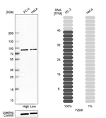 FZD8 Antibody in Western Blot (WB)