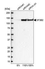 SF3B2 Antibody