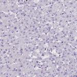HLA-DOA Antibody in Immunohistochemistry (Paraffin) (IHC (P))