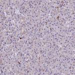 HLA-DOA Polyclonal Antibody