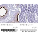 SMIM24 Antibody in Immunohistochemistry (IHC)