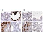 SMIM24 Antibody in Immunohistochemistry (IHC)