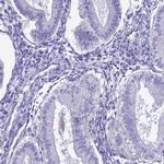 SMIM24 Antibody in Immunohistochemistry (IHC)