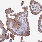 PROX2 Polyclonal Antibody