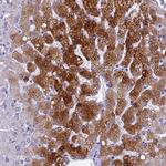 Ninjurin 1 Antibody in Immunohistochemistry (Paraffin) (IHC (P))