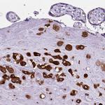 PTGES Antibody in Immunohistochemistry (Paraffin) (IHC (P))