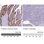 PTGES Antibody