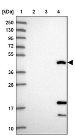 CEACAM16 Antibody in Western Blot (WB)