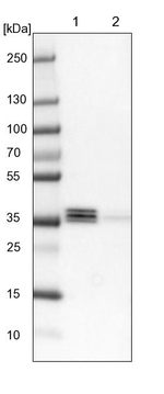 EEF1D Antibody in Western Blot (WB)