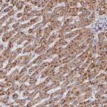 C7orf28A Antibody in Immunohistochemistry (Paraffin) (IHC (P))