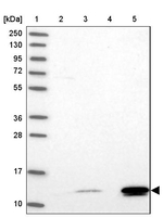 BRP44L Antibody in Western Blot (WB)