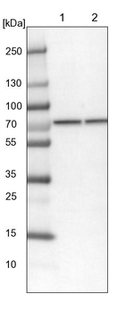 CCDC112 Antibody in Western Blot (WB)