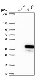 OSER1 Antibody in Western Blot (WB)
