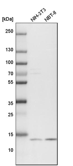 POLR2I Antibody in Western Blot (WB)