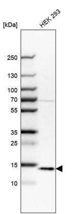 POLR2I Antibody in Western Blot (WB)