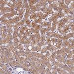 ASPHD1 Polyclonal Antibody